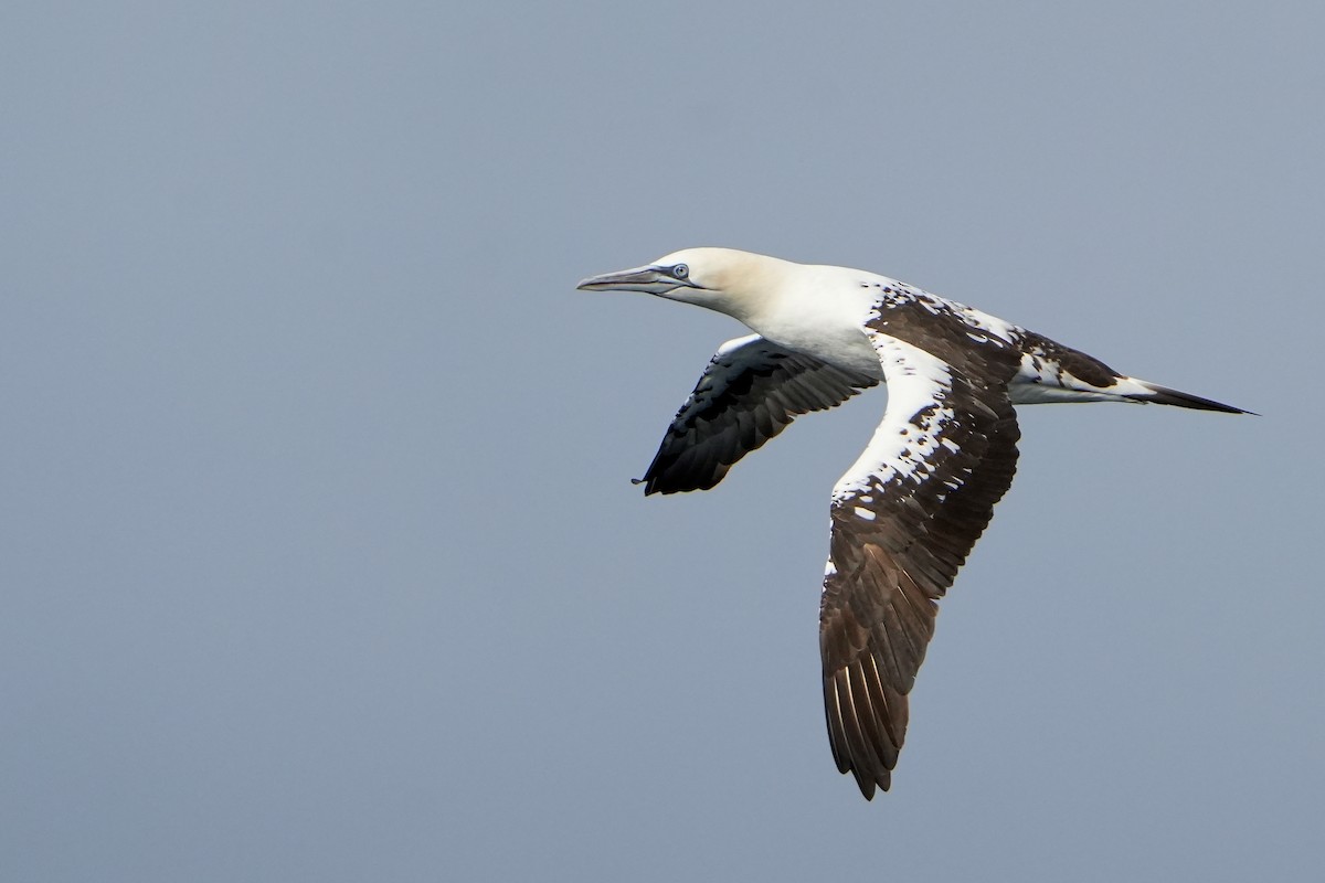 סולה מצויה - ML646713512