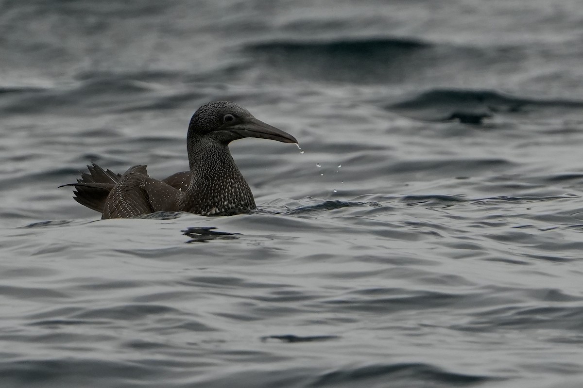 סולה מצויה - ML646713513