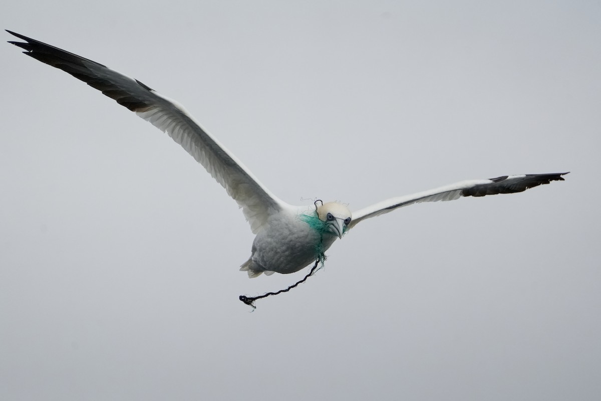 סולה מצויה - ML646713516
