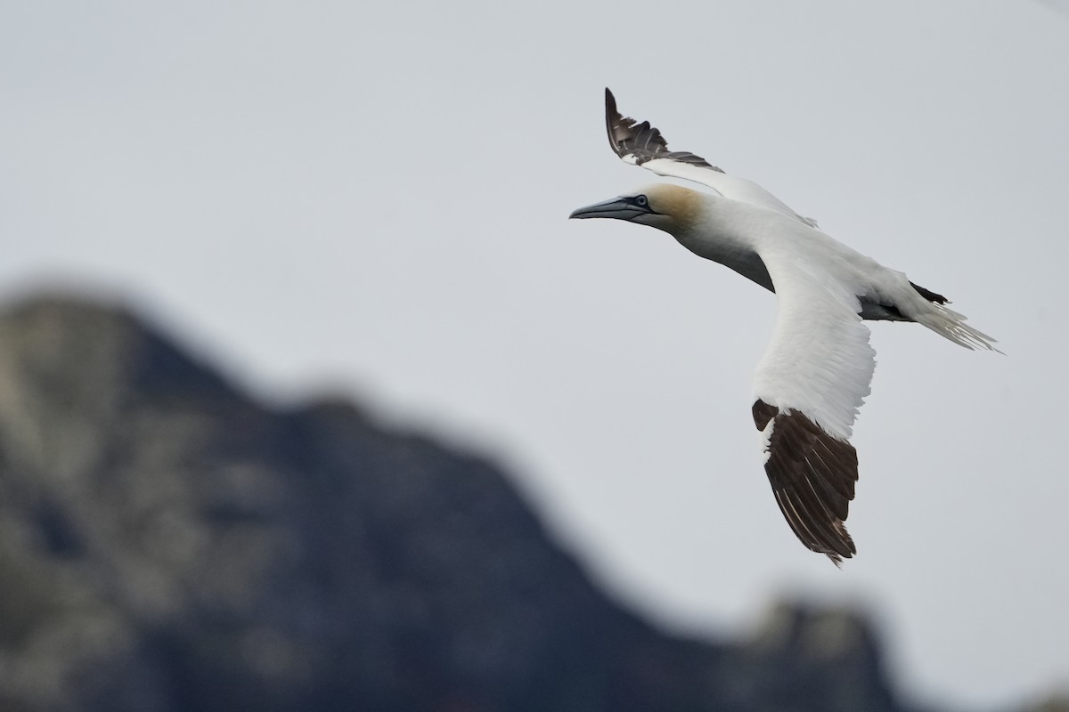 סולה מצויה - ML646713517