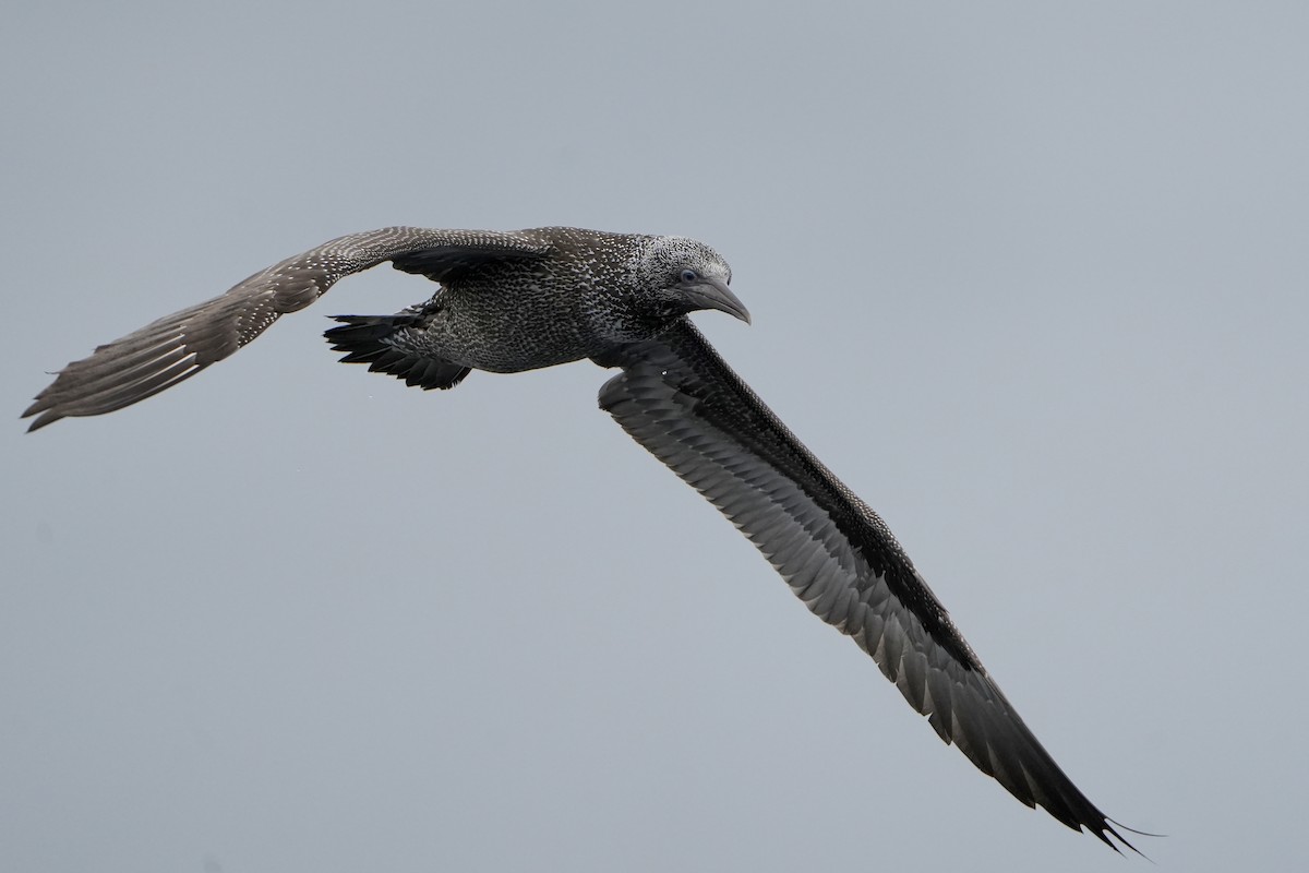 סולה מצויה - ML646713518
