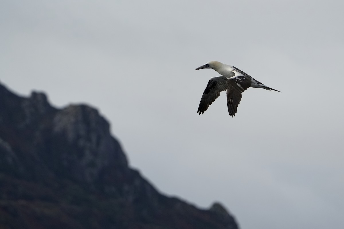סולה מצויה - ML646713519