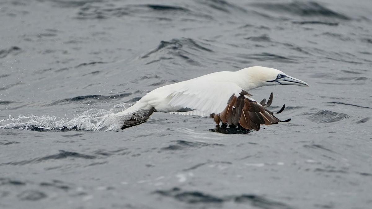 סולה מצויה - ML646713520