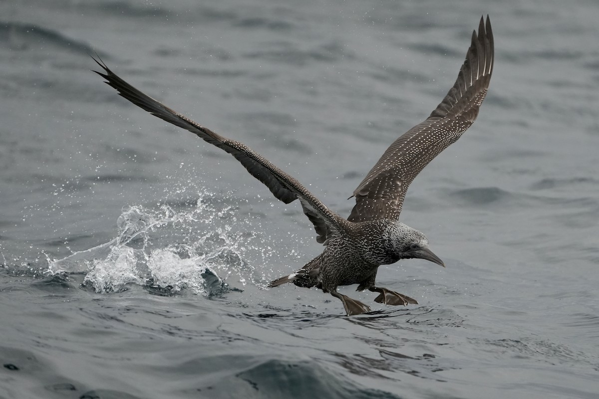 סולה מצויה - ML646713521
