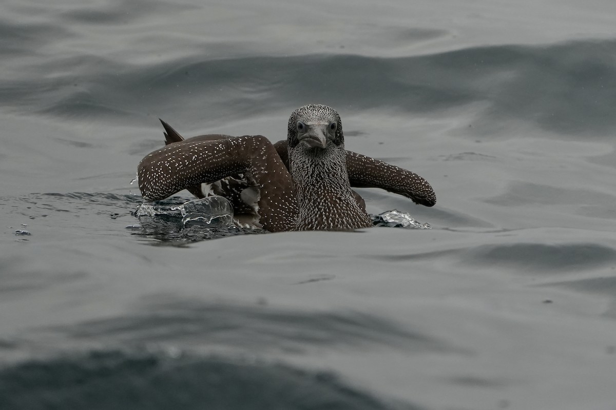 סולה מצויה - ML646713522
