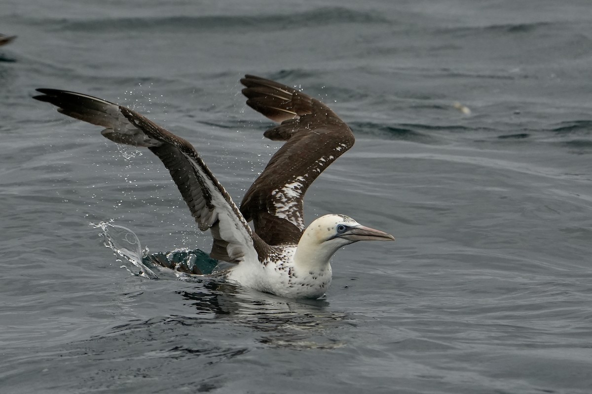 סולה מצויה - ML646713523