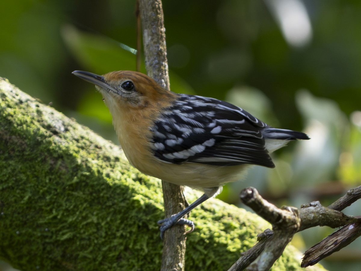 Pacific Antwren - ML646713528