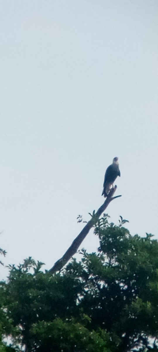 ミナミカラカラ - ML646713529