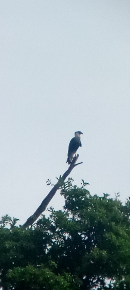 ミナミカラカラ - ML646713530