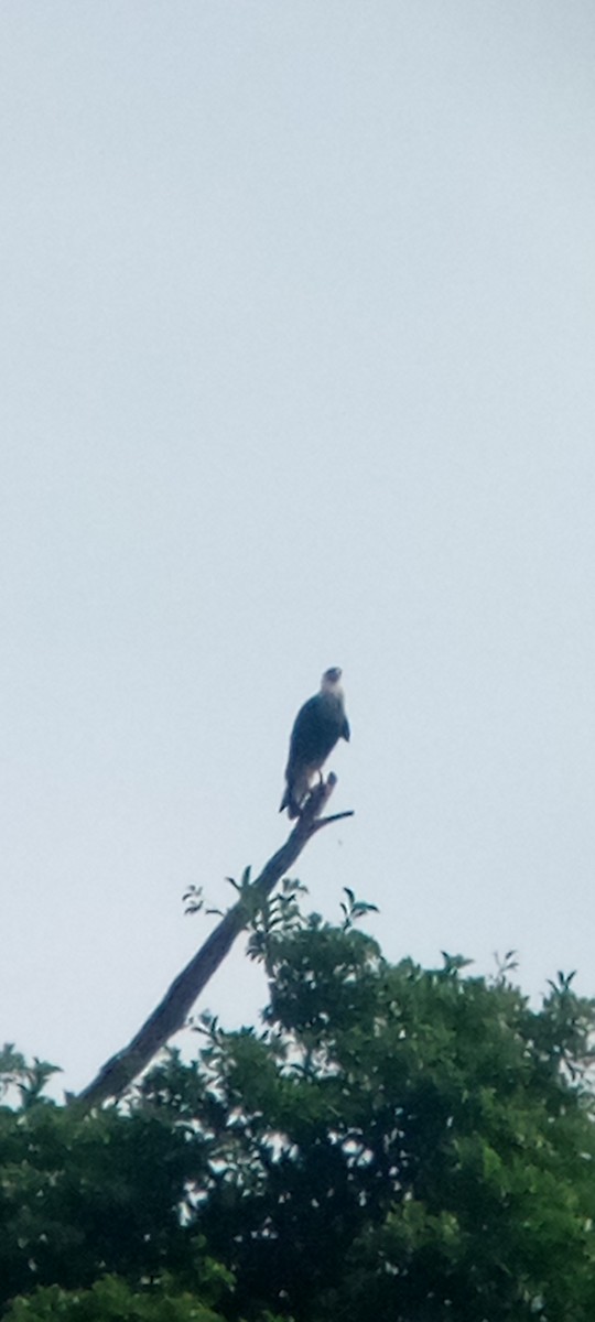 ミナミカラカラ - ML646713531