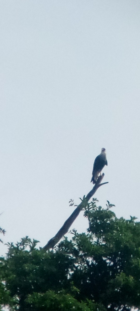 ミナミカラカラ - ML646713532