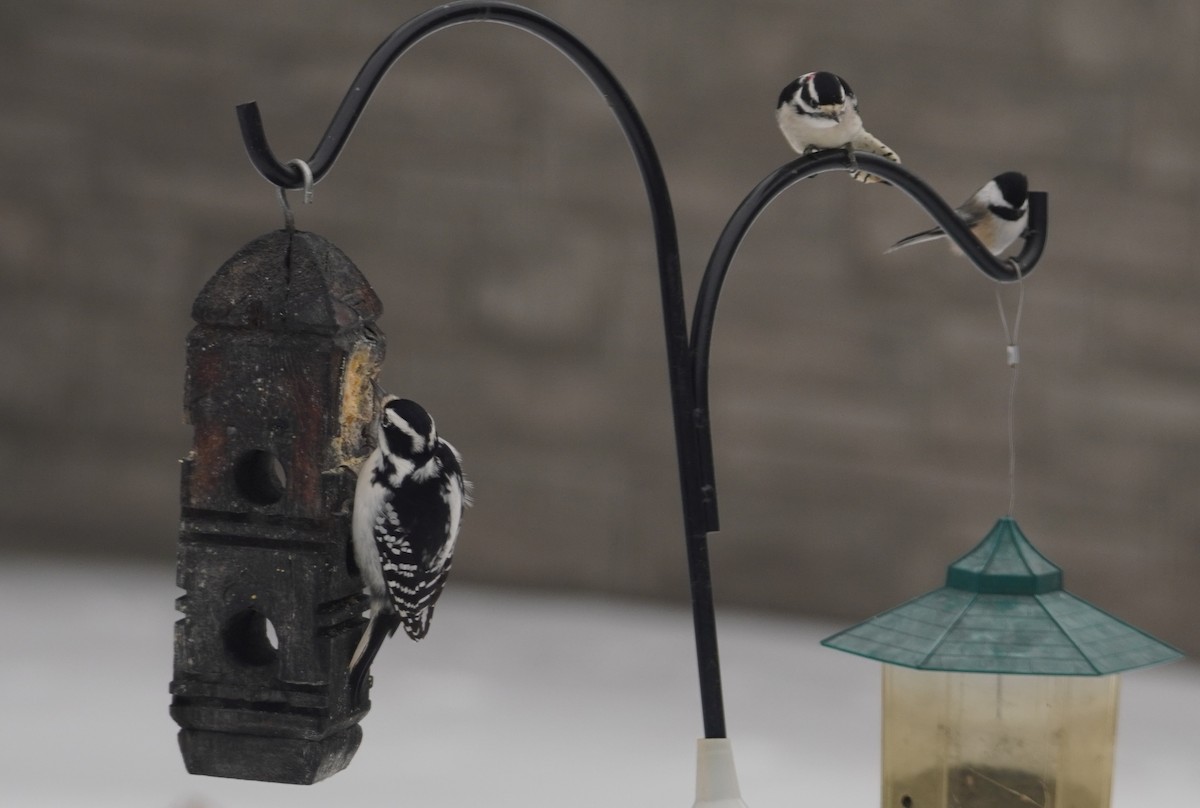 Haarspecht - ML646713533