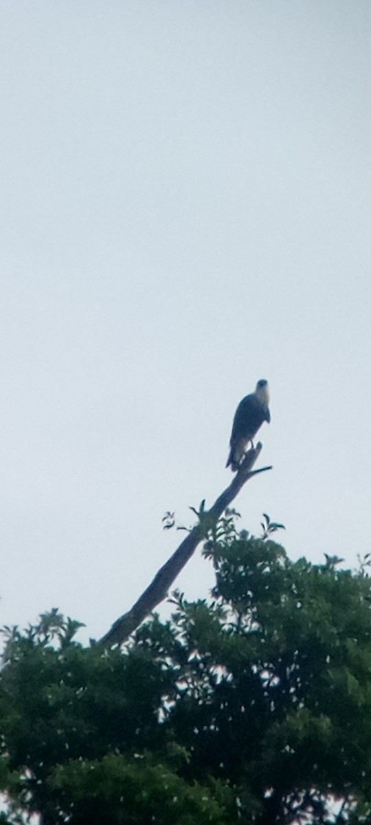 ミナミカラカラ - ML646713534