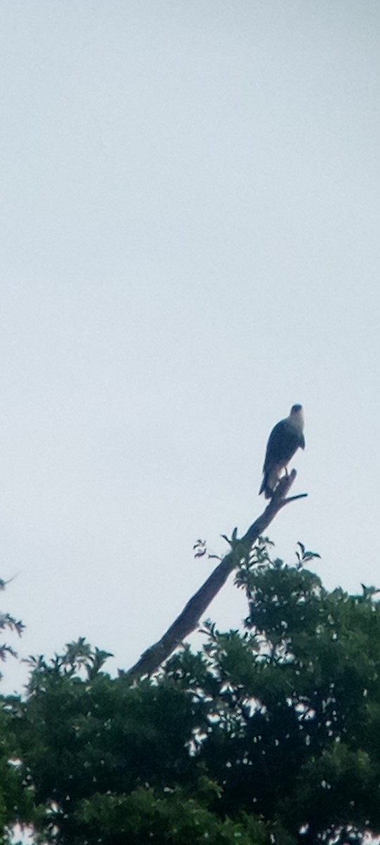 ミナミカラカラ - ML646713535