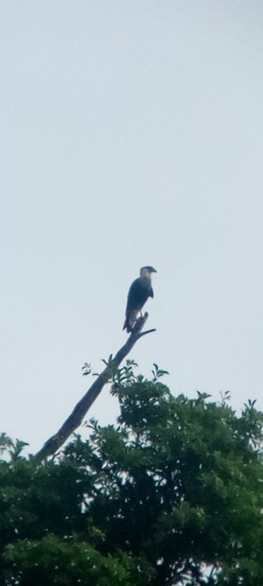 ミナミカラカラ - ML646713536