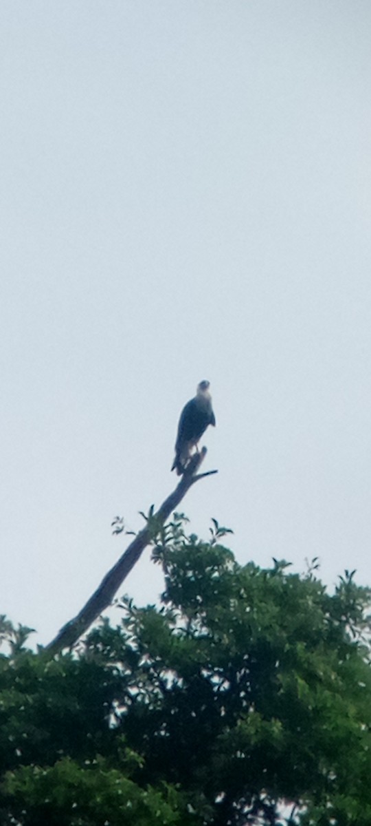 ミナミカラカラ - ML646713537