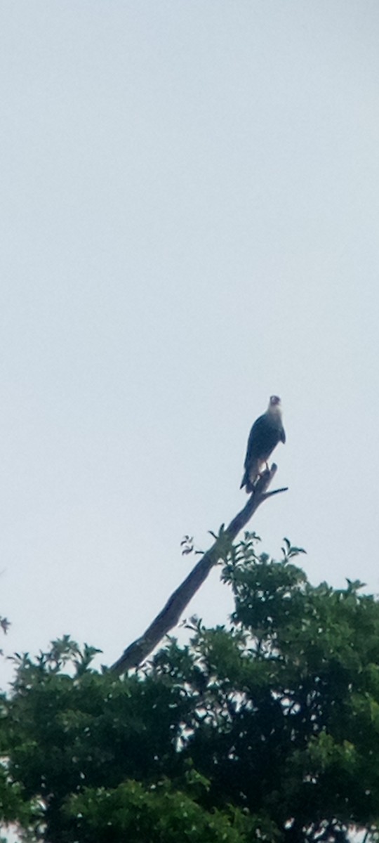 ミナミカラカラ - ML646713538