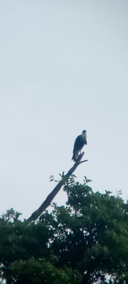 ミナミカラカラ - ML646713539