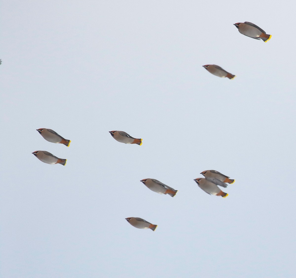 Свиристель - ML646713540