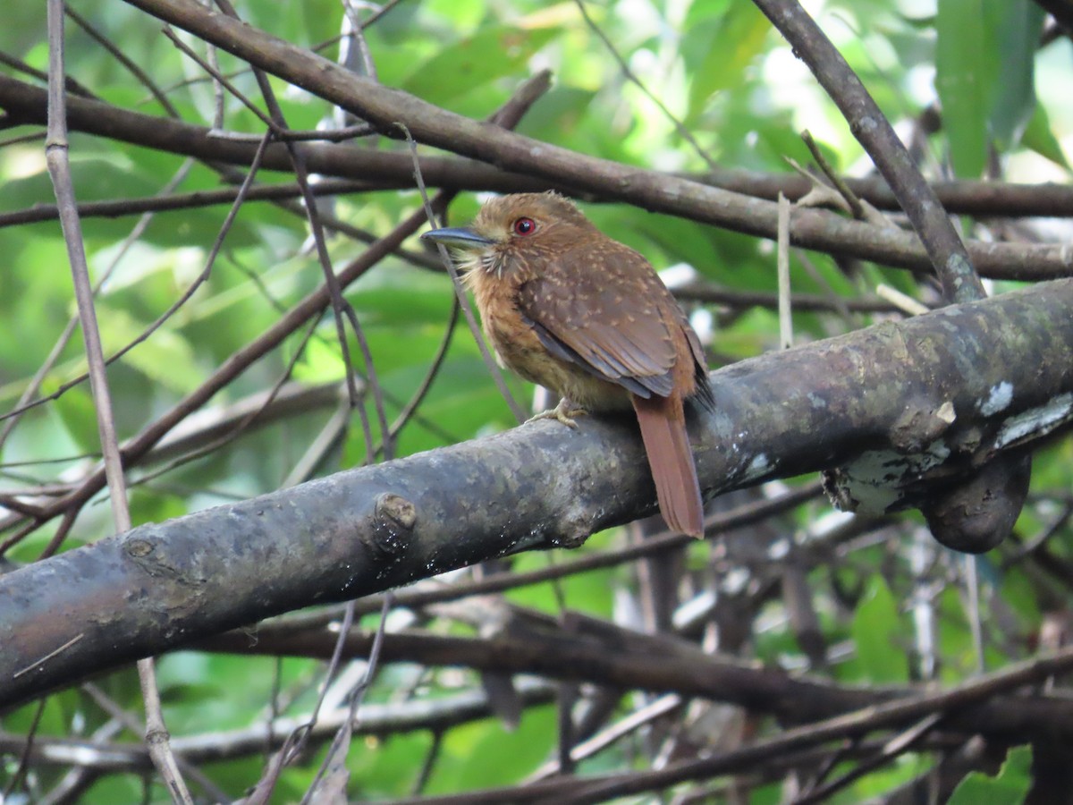 White-whiskered Puffbird - ML646713541