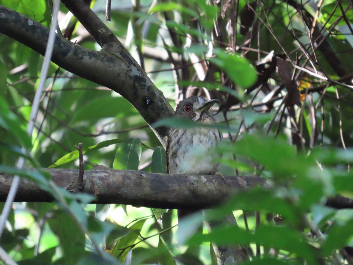 White-whiskered Puffbird - ML646713542