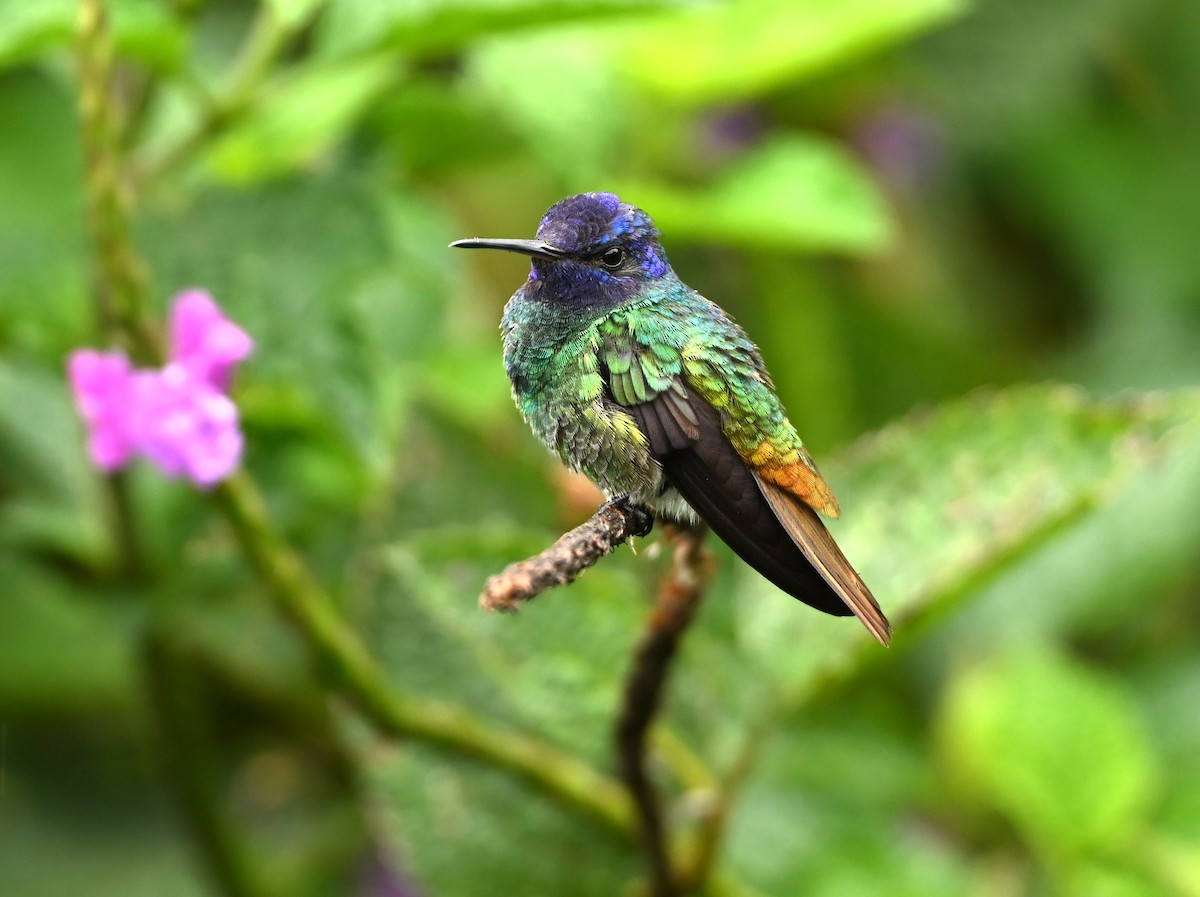 Colibri oenone - ML646713543