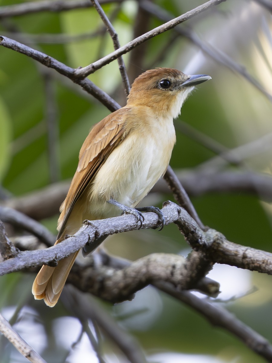 Cinnamon Becard - ML646713545