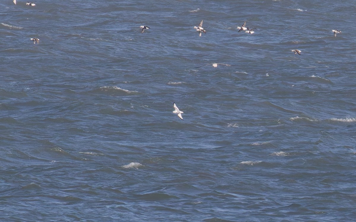 Black-legged Kittiwake - ML646713546