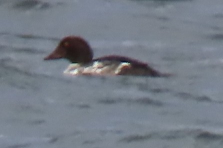 Canvasback - ML646713548