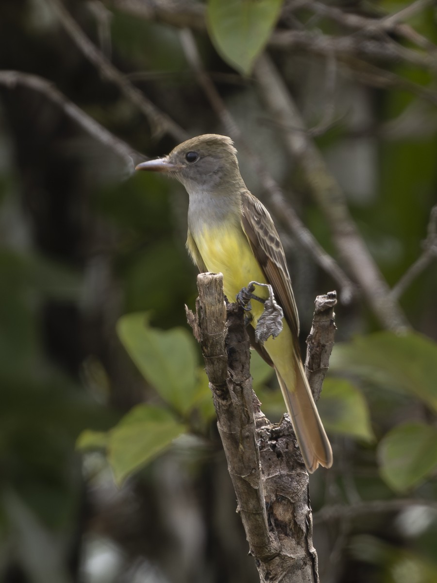 Great Crested Flycatcher - ML646713549