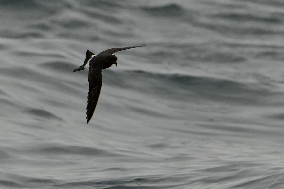 ヒメウミツバメ - ML646713552