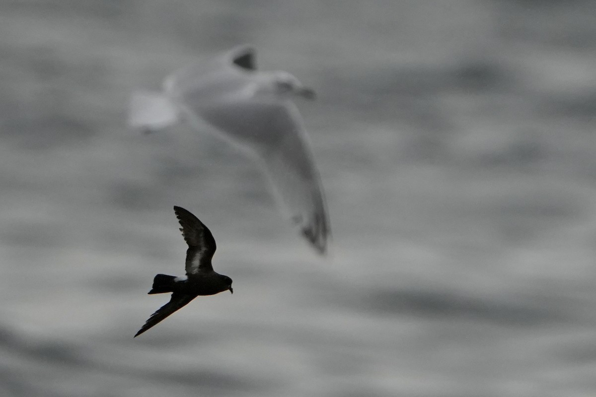 ヒメウミツバメ - ML646713553