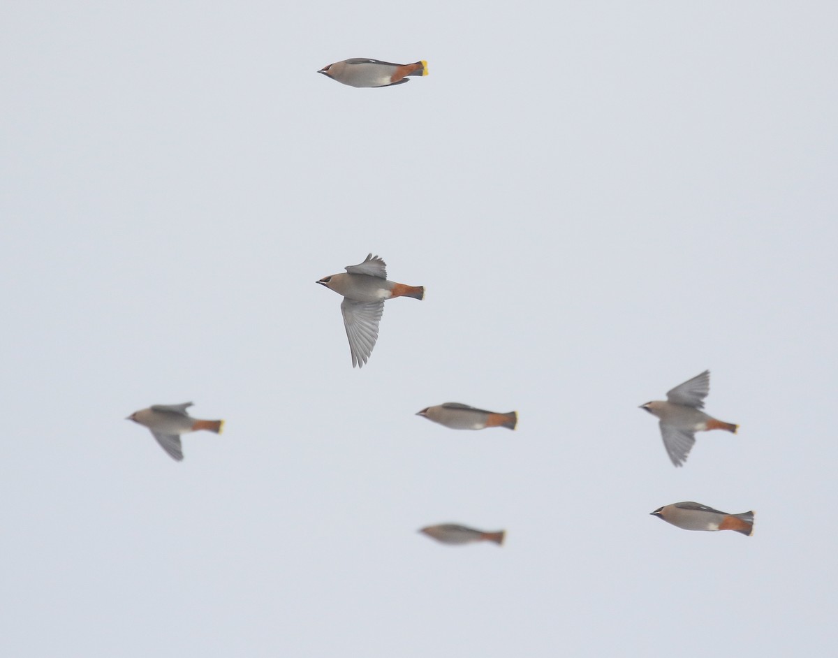 Свиристель - ML646713554