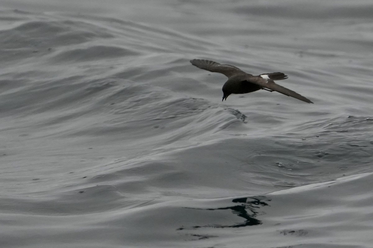 ヒメウミツバメ - ML646713556