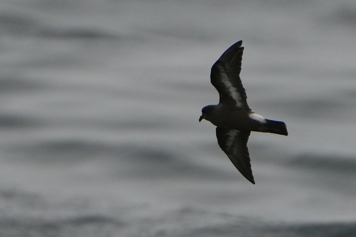 ヒメウミツバメ - ML646713557