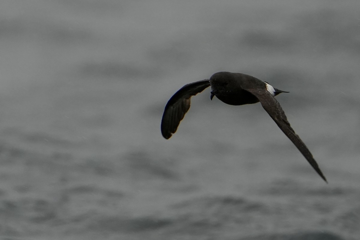 ヒメウミツバメ - ML646713558