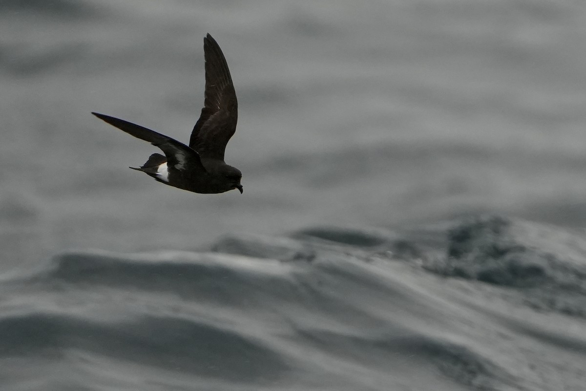 ヒメウミツバメ - ML646713559