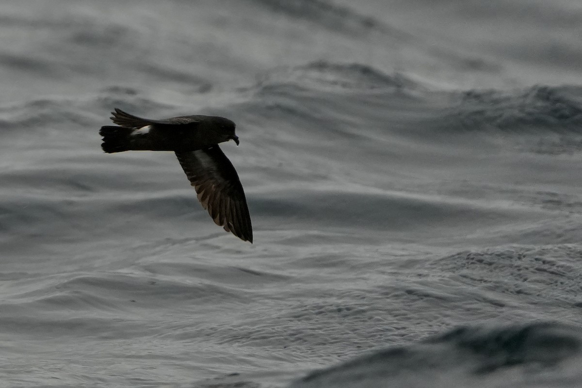 ヒメウミツバメ - ML646713560