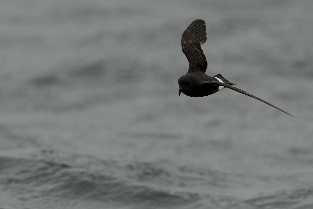 ヒメウミツバメ - ML646713561