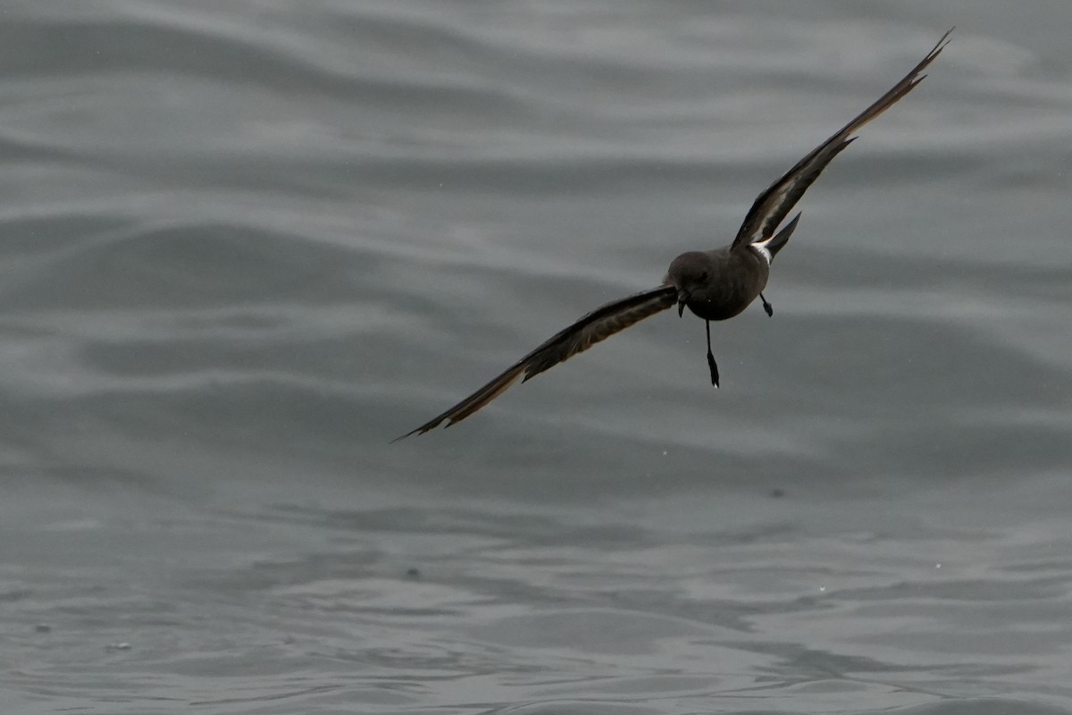 ヒメウミツバメ - ML646713562