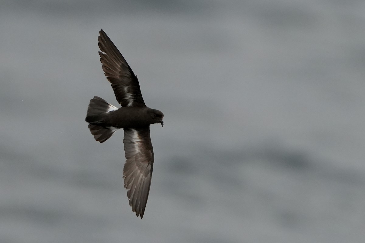 ヒメウミツバメ - ML646713563