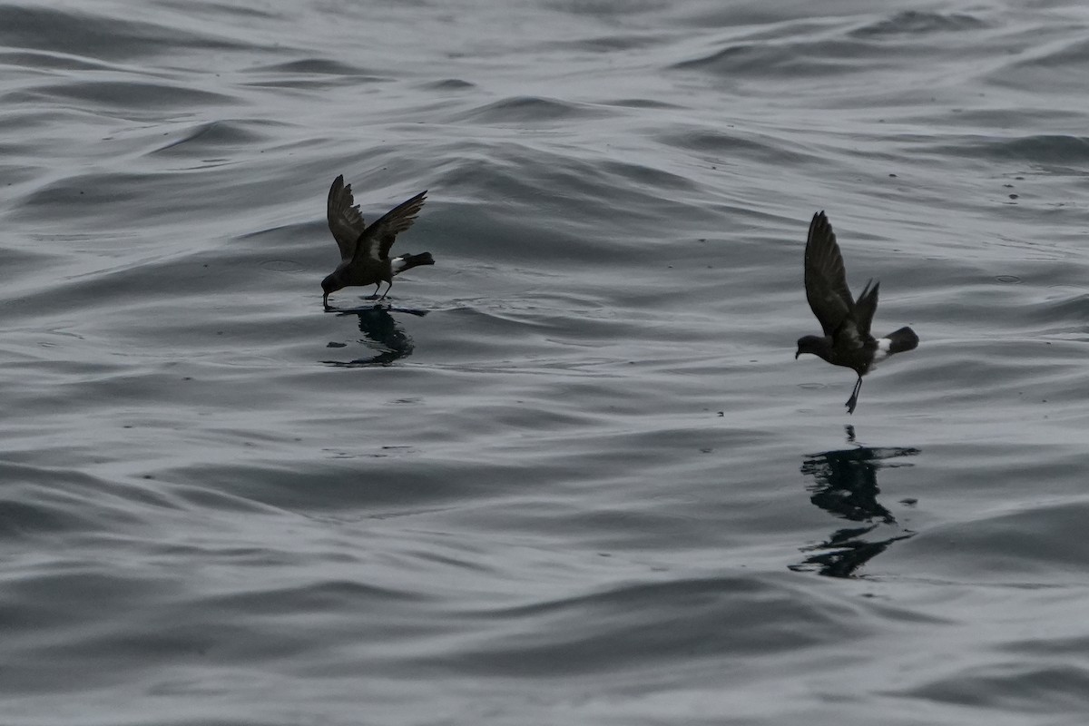 ヒメウミツバメ - ML646713565