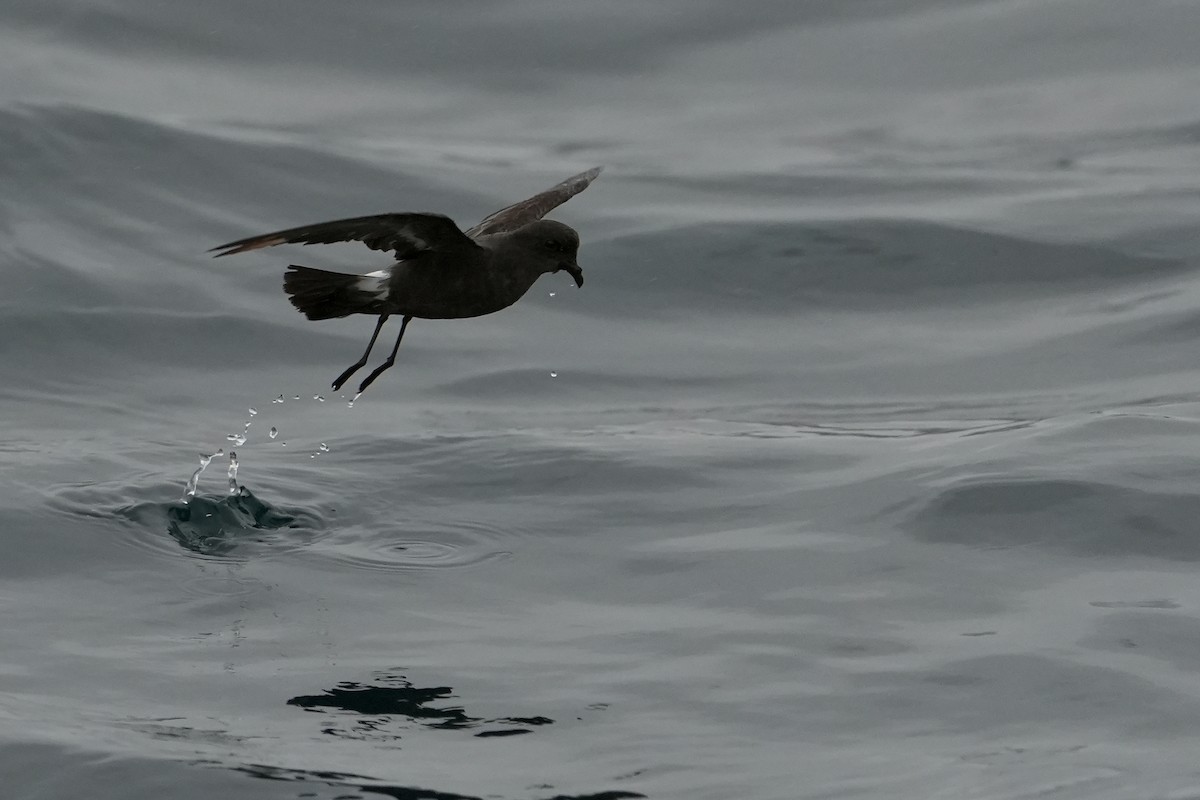 ヒメウミツバメ - ML646713566