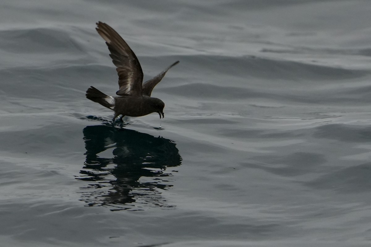 ヒメウミツバメ - ML646713567