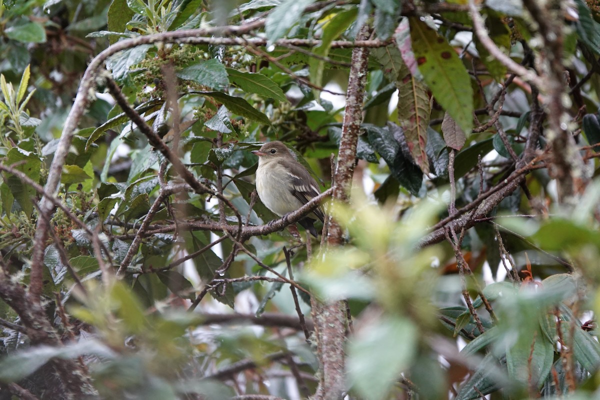 Mountain Elaenia - ML646713568