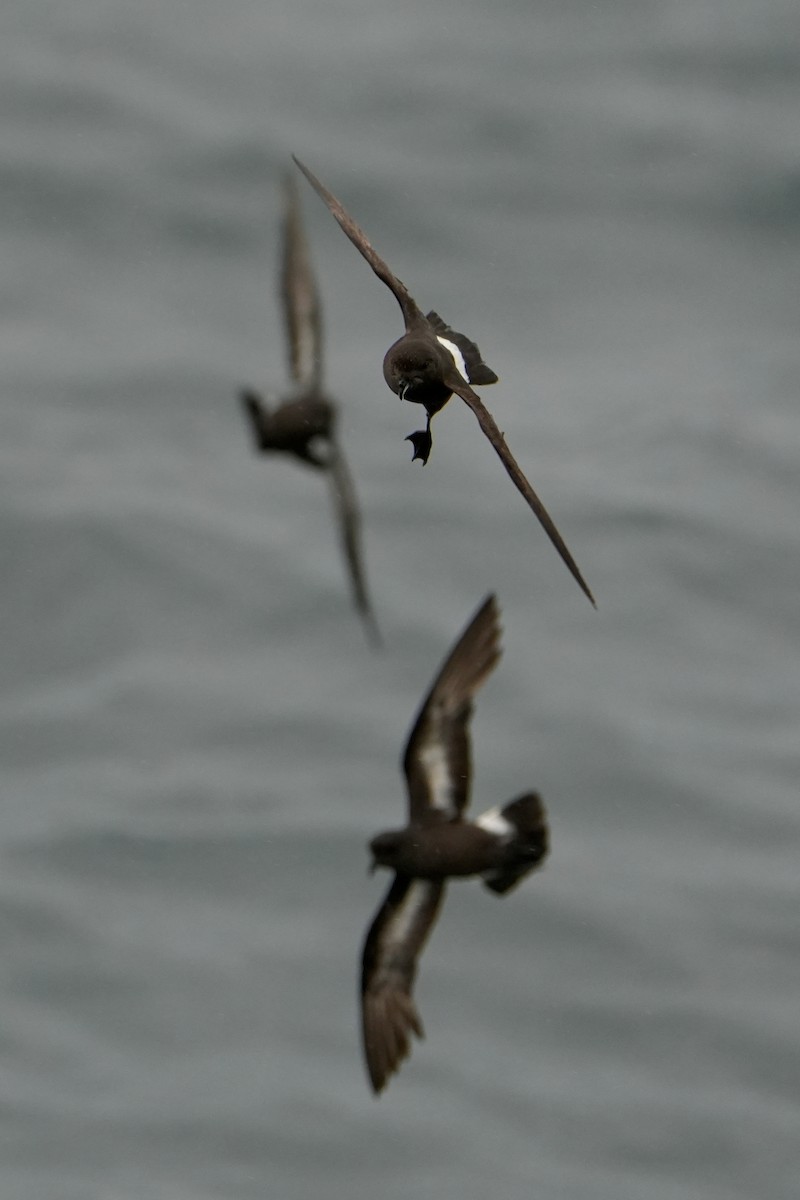 ヒメウミツバメ - ML646713569