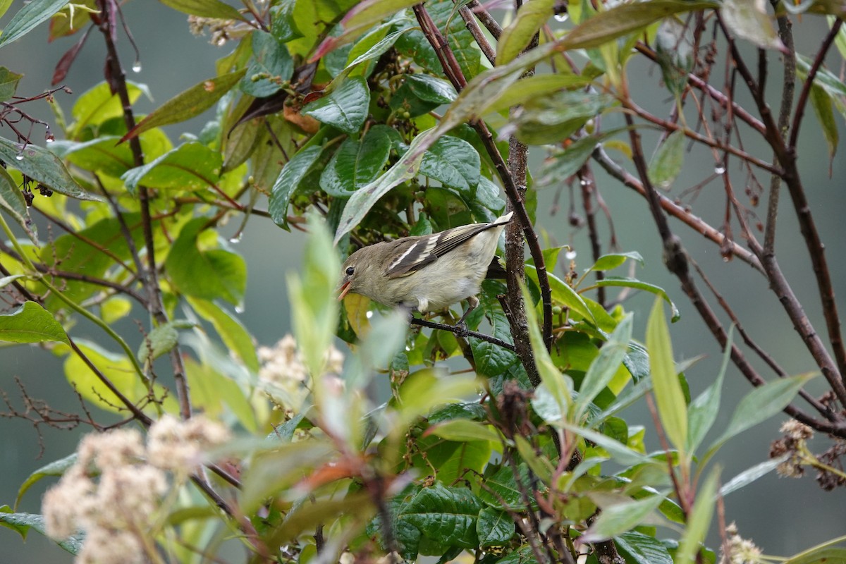 Mountain Elaenia - ML646713571