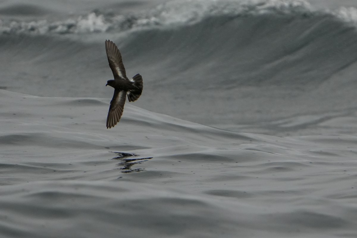 ヒメウミツバメ - ML646713572