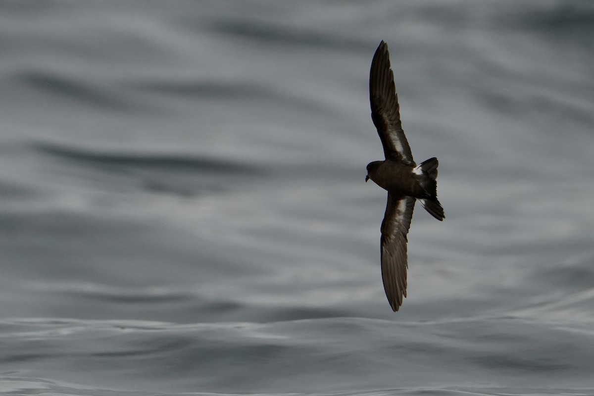 ヒメウミツバメ - ML646713573