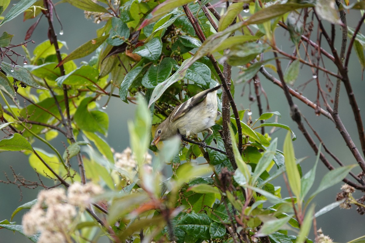 Mountain Elaenia - ML646713575